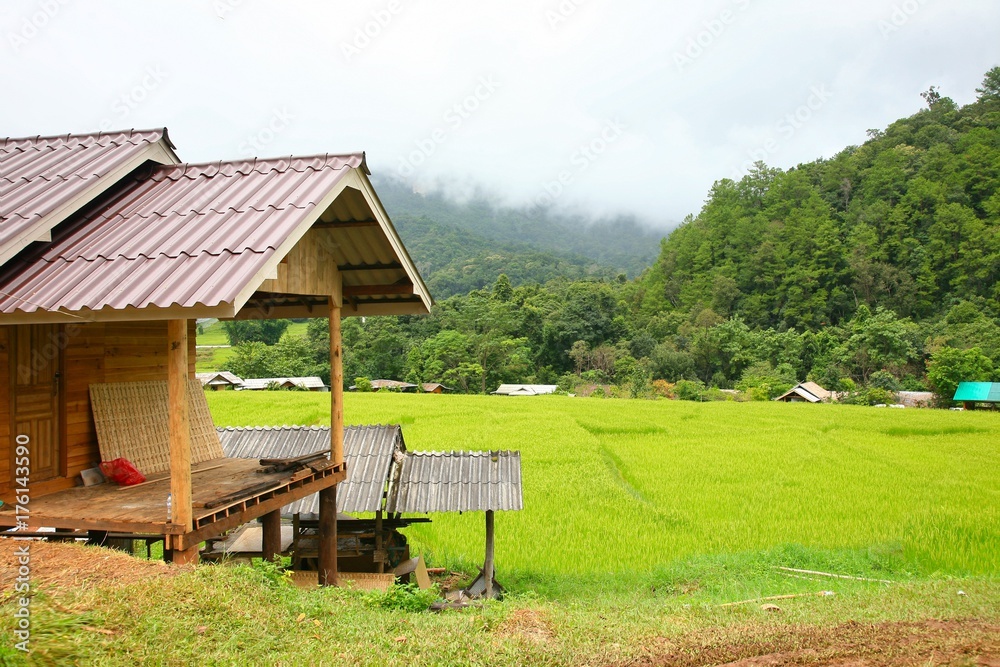 Rice terrace at Doi Inthanon National Park Chom Thong District Chiang Mai Province,Thailand Rice terrace at Doi Inthanon National Park Chom Thong District Chiang Mai Province,Thailand