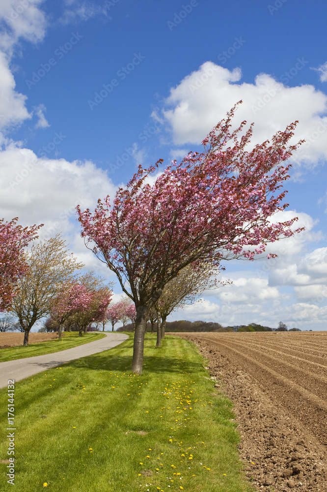 Fototapeta premium cherry trees and potato rows