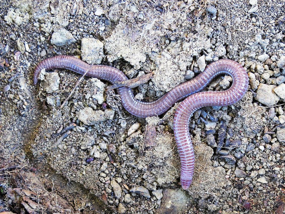 Closeup of a subterranean Iberian worm lizard / blindworm (blanus cinereus) in Portugal Closeup of a subterranean Iberian worm lizard / blindworm (blanus cinereus) in Portugal