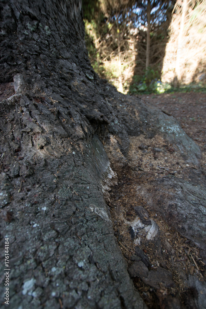 Macro Photography roots 