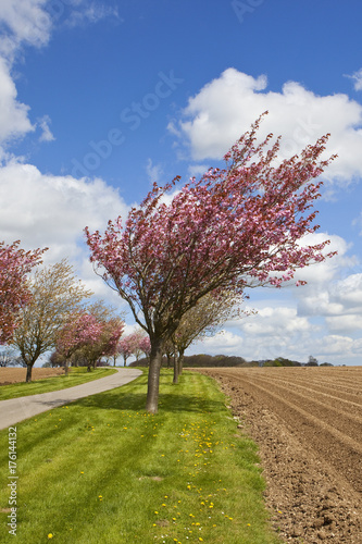 cherry trees and potato rows