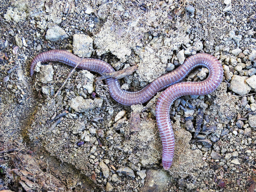 Closeup of a subterranean Iberian worm lizard / blindworm (blanus cinereus) in Portugal photo