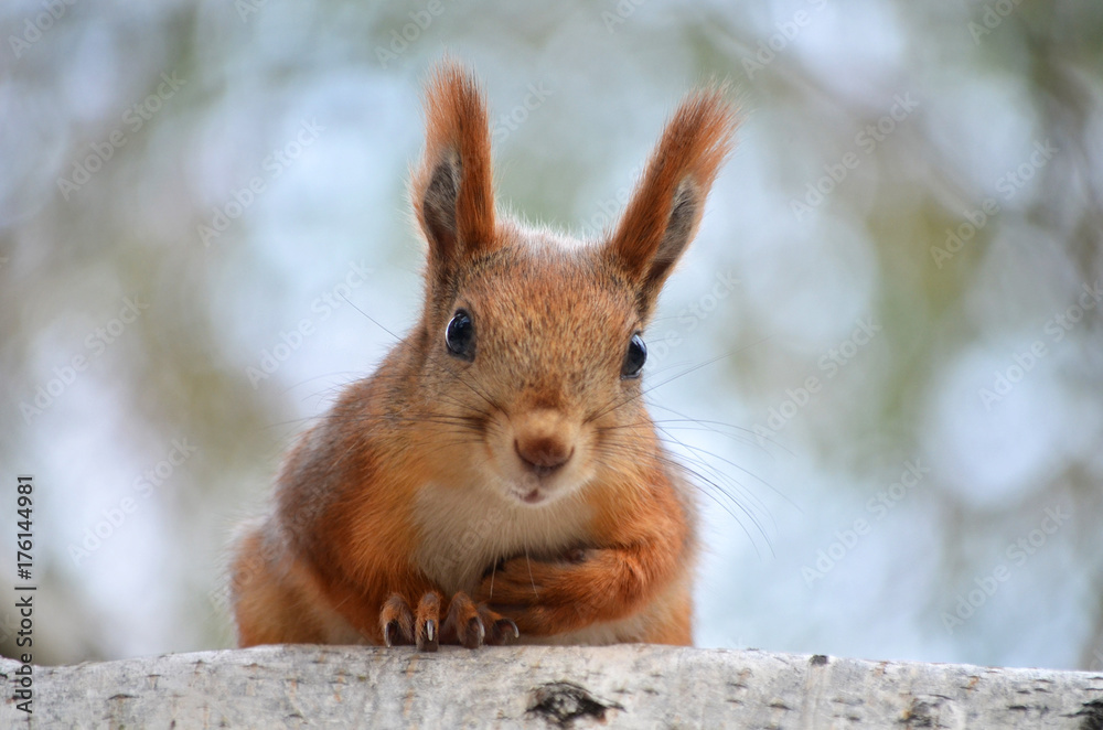 Fototapeta premium Белка на дереве.