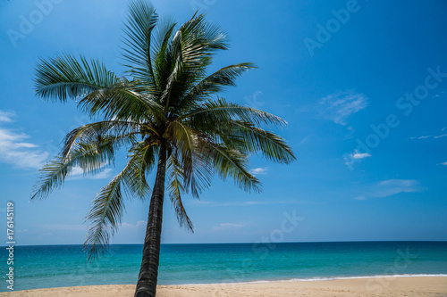 Palm tree on the beautiful tropical sandy beach over blue sea and sky background