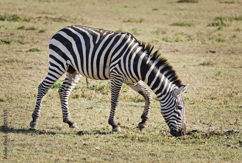 Africa