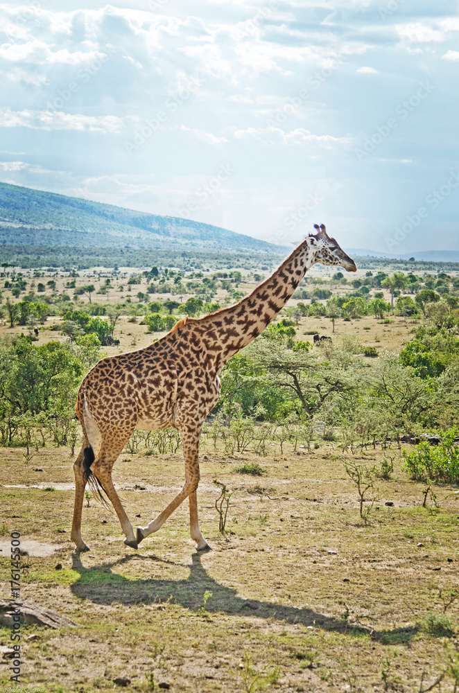 Obraz premium Africa