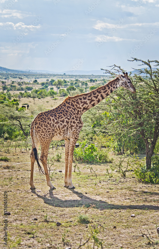 Fototapeta premium Africa