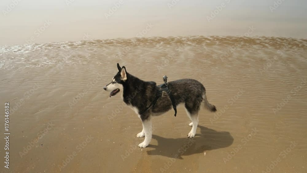 Dog with camera on back at the beach. Dog with camera on back at the beach.