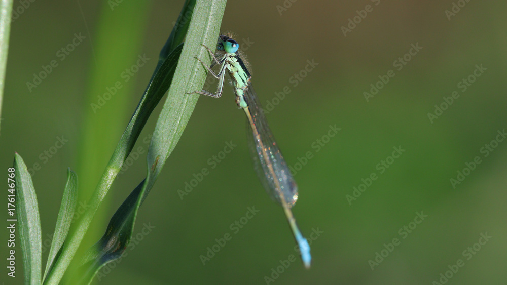 Caballito del diablo, zygoptera Caballito del diablo, zygoptera