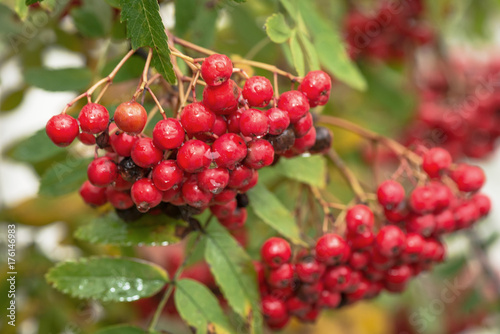 Closeup of red rowanberries...