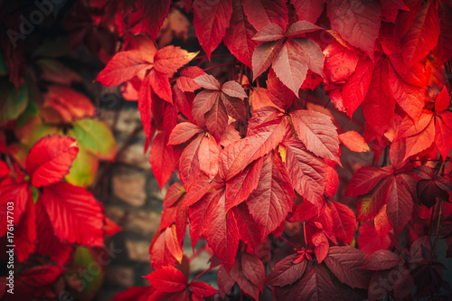 Autumn leaves background. Beautiful Fall. Nature. Colorful autumnal leaf over blurred background. Beauty Autumn scene