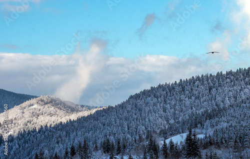 A bird of prey over a snow-covered forest in the mountains. Winter landscape.