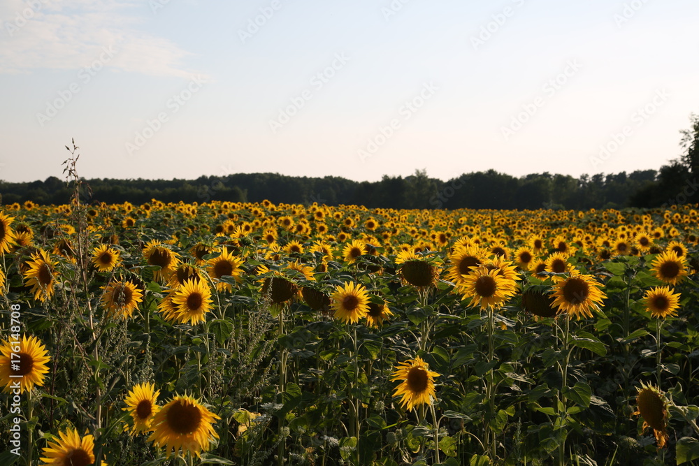 Naklejka premium sonnenblumenfeld