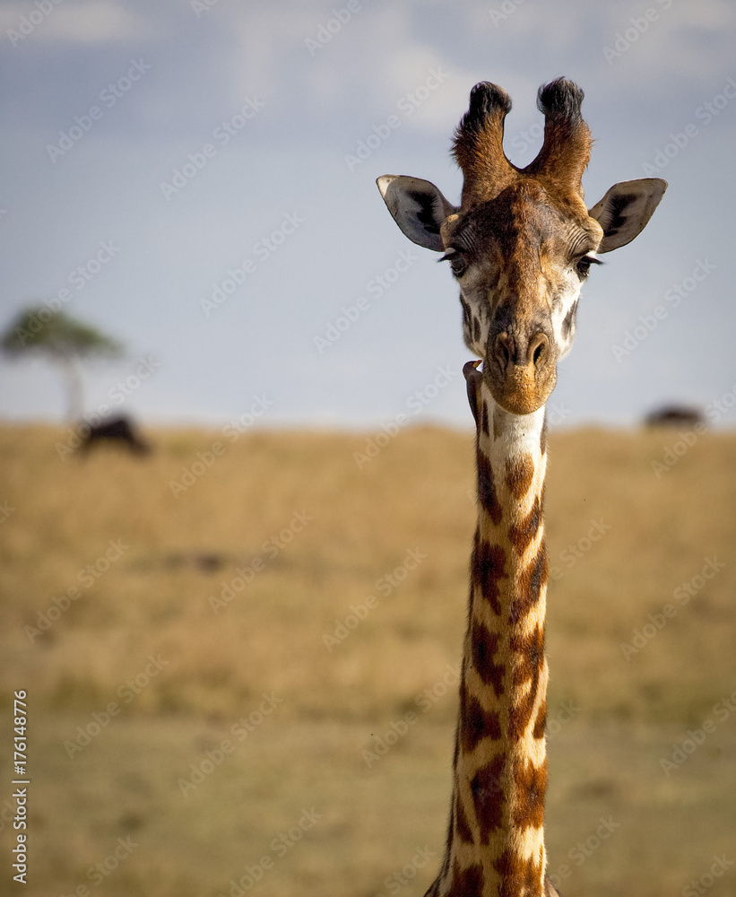 Naklejka premium Close up of a giraffe staring at viewer with oxpecker bird on neck