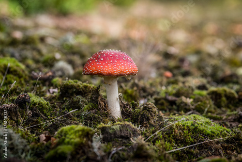 mushroom in the fall in the forest