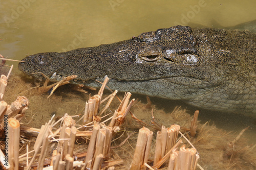 Melancholic crocodile lies on shallow water beside cut off dry grass stalks. Portrait close-up