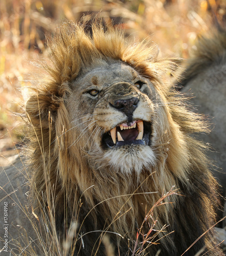 Lion