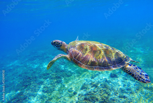 Green sea turtle in seawater. Sea tortoise underwater photo. Sea animal in coral reef.