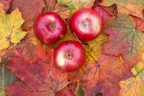 three ripe juicy red Apple lying on a wooden table surrounded by colorful maple leaves