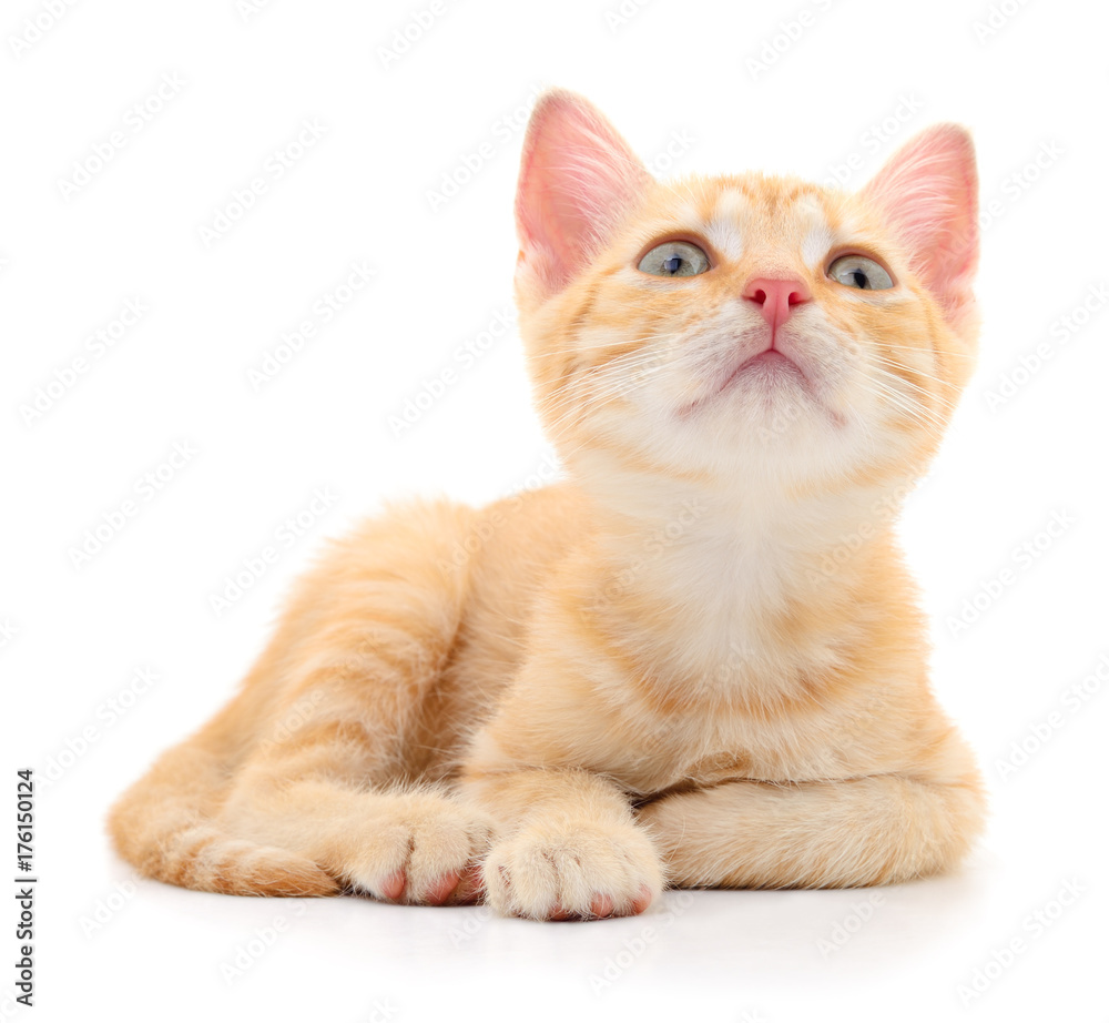 Kitten on white background. Kitten on white background.