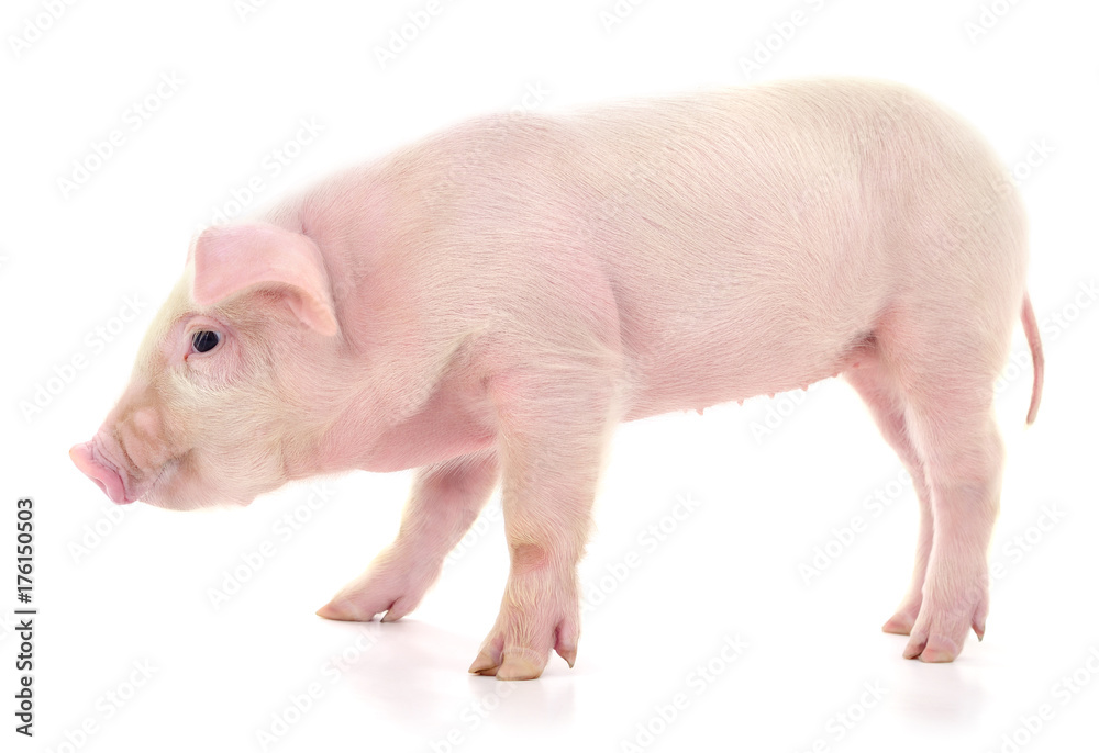 Pig on white Pig on white