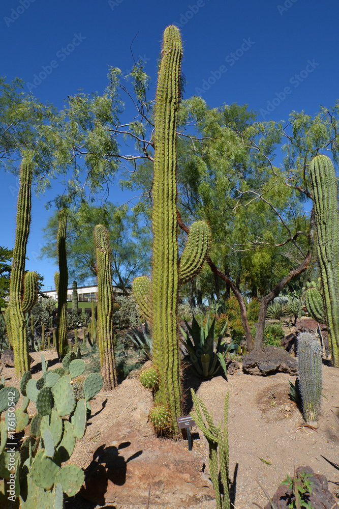 Las Vegas Desert Cactus Photograph DIGITAL DOWNLOAD 