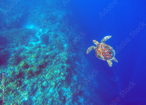 Green sea turtle in deep blue sea water. Sea tortoise underwater photo.