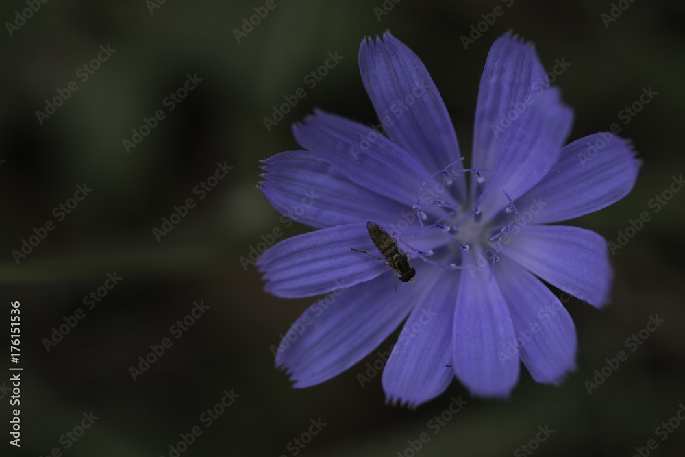 bright purple flower with insect