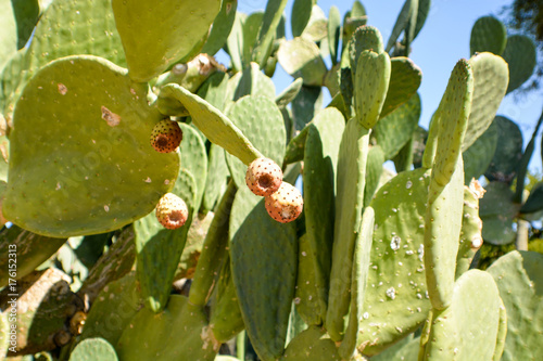 Kaktus, Cactus Garden, Henderson, Las Vegas photo