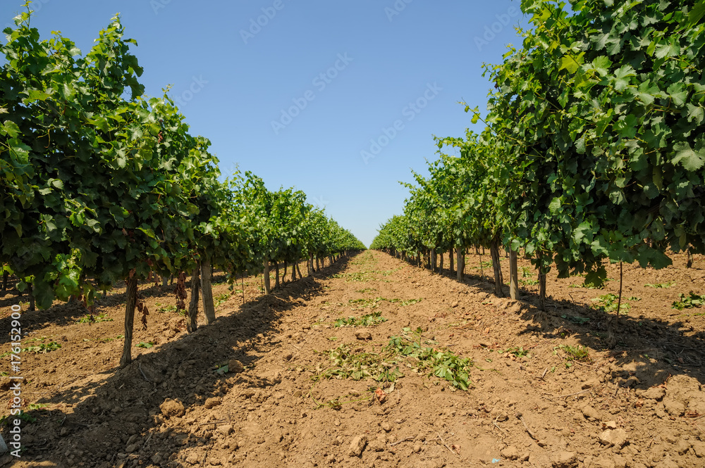 bunch of grape on vine grape Vineyards Bunches of ripe black grapes with leaves on a grape vine tree with sun beam with wooden footage