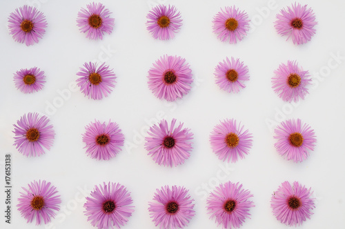 pink flowers on a white background