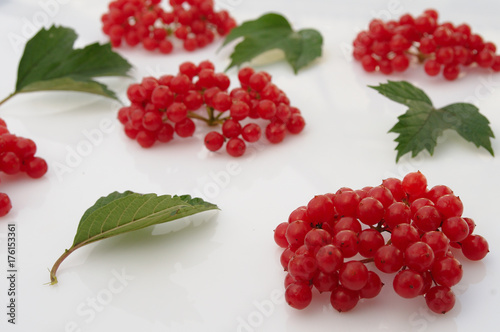 berries of viburnum on a white background