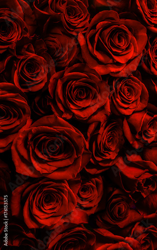 red roses background. greeting card with roses