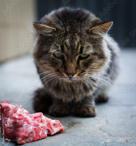 homeless dirty cat is eating meat