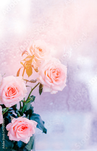 bouquet of pink roses, romantic flowers, copy space, concept of Valentine day