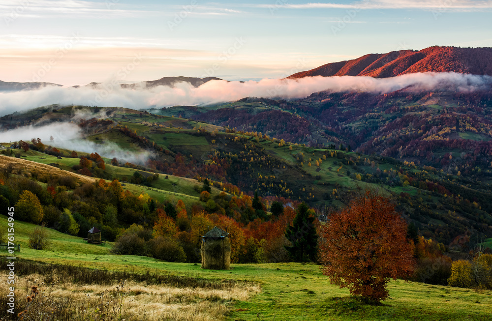 Obraz premium rural area on foggy autumn morning. gorgeous landscape with haystacks on green meadows and colorful trees