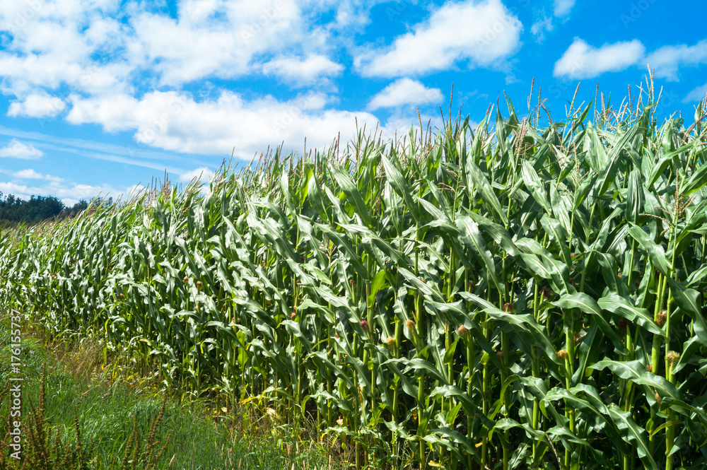 Fields of maize Fields of maize