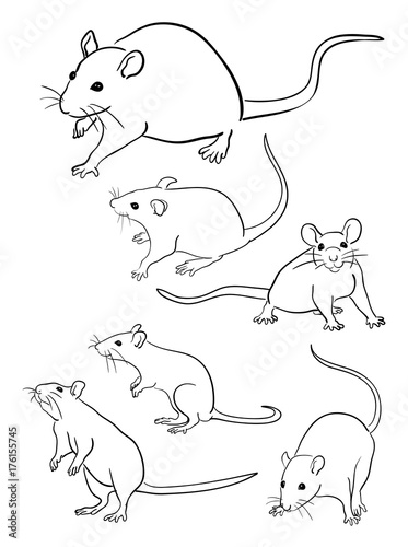 Mice line art 05. Good use for symbol, logo, web icon, mascot, sign, or any design you want.