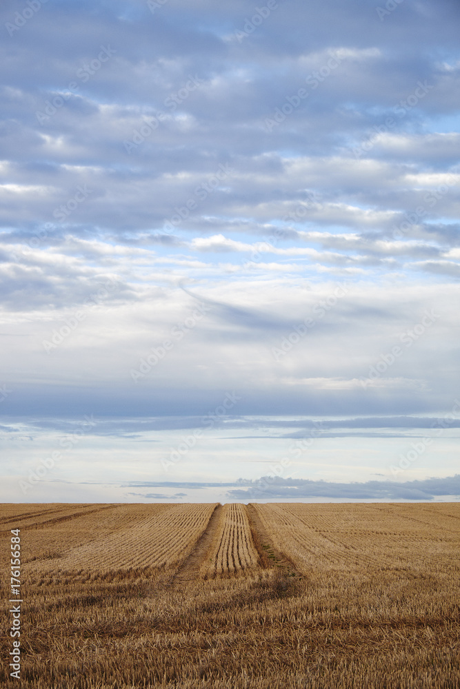 Track through a recently harvested stubble field at sunset. Norfolk, UK. Track through a recently harvested stubble field at sunset. Norfolk, UK.