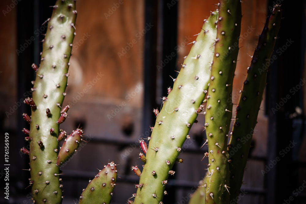 Fototapeta premium plantas