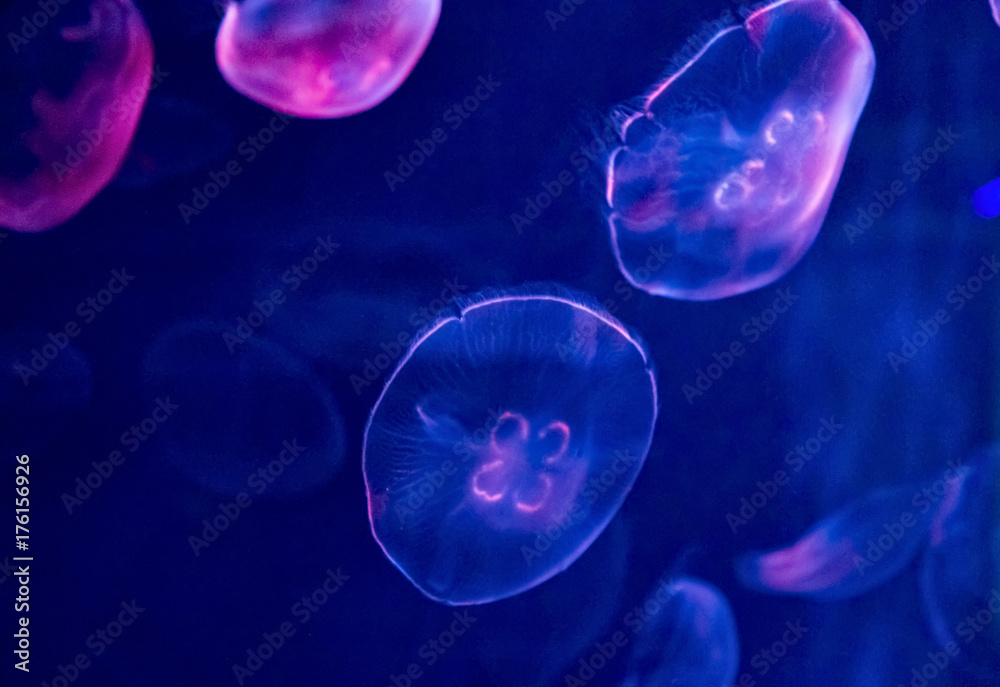 Naklejka premium Jellyfish in water against blue background