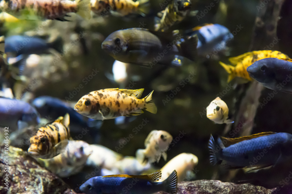 Various colorful fish swimming underwater