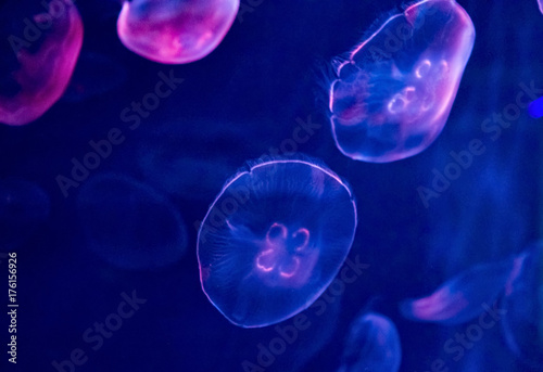 Jellyfish in water against blue background