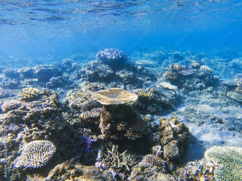 Table corals panorama. Exotic island shore shallow water. Tropical seashore landscape underwater photo. Table corals panorama. Exotic island shore shallow water. Tropical seashore landscape underwater photo.
