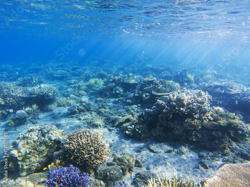 Sunshine on coral reef. Exotic island shore shallow water. Tropical seashore landscape underwater photo.