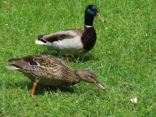 Couple of royal duck looking for food in the grass.