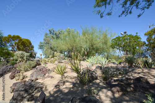 Cactus Garden, Henderson, Las Vegas