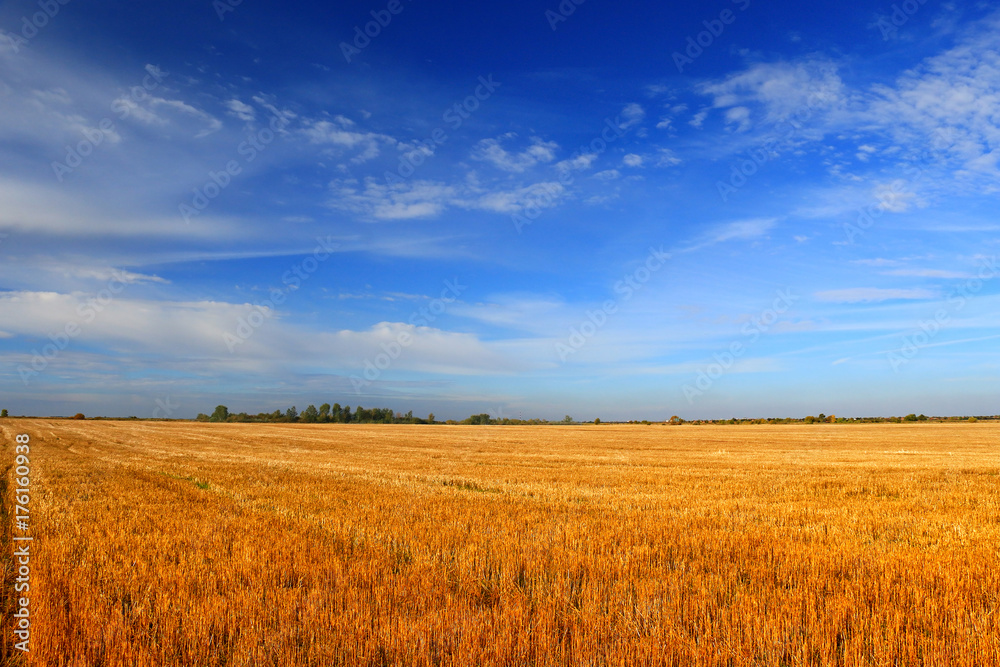 Stubble field after cutting grain Stubble field after cutting grain