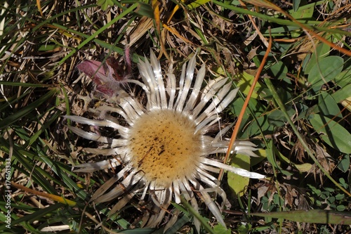 Dwarf Carline Thistle photo