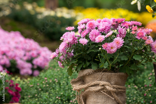 Cuadro en lienzo bouquet of beautiful chrysanthemum flowers outdoors